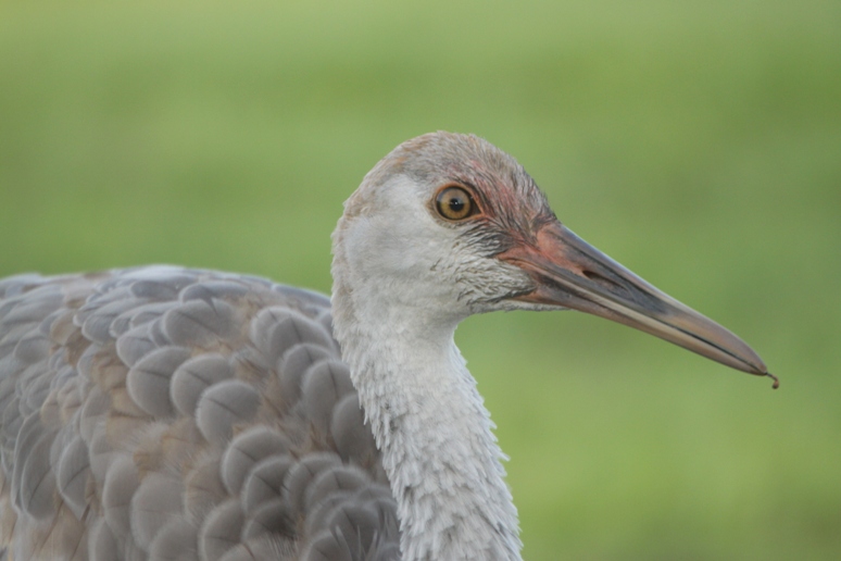 sandhill crane